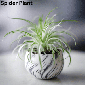 Air-Purifying Plants