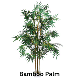 Air-Purifying Plants