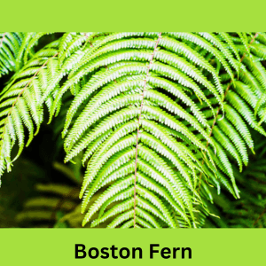 Air-Purifying Plants