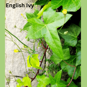 Air-Purifying Plants