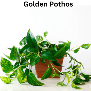 Air-Purifying Plants