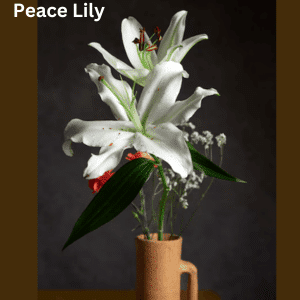 Air-Purifying Plants
