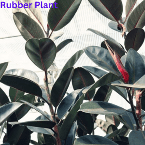 Air-Purifying Plants