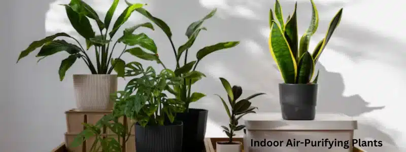 Air-Purifying Plants